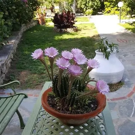 Zoe's Koukounaries * مدينة سكياثوس